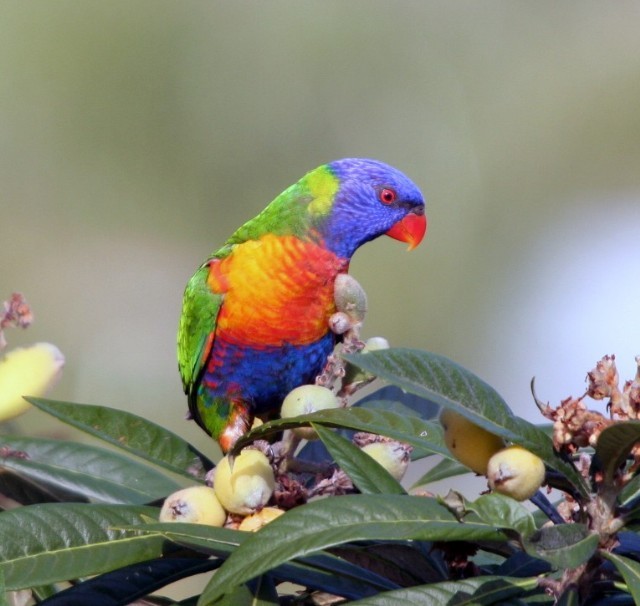 Rainbow Lorikeet - ML204356111