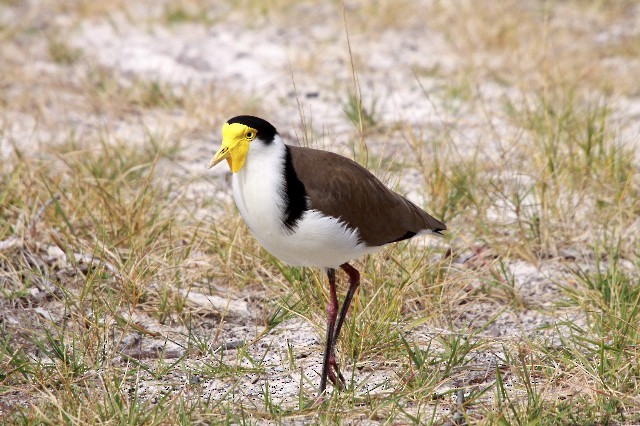 Masked Lapwing (Black-shouldered) - Lindsay Hansch