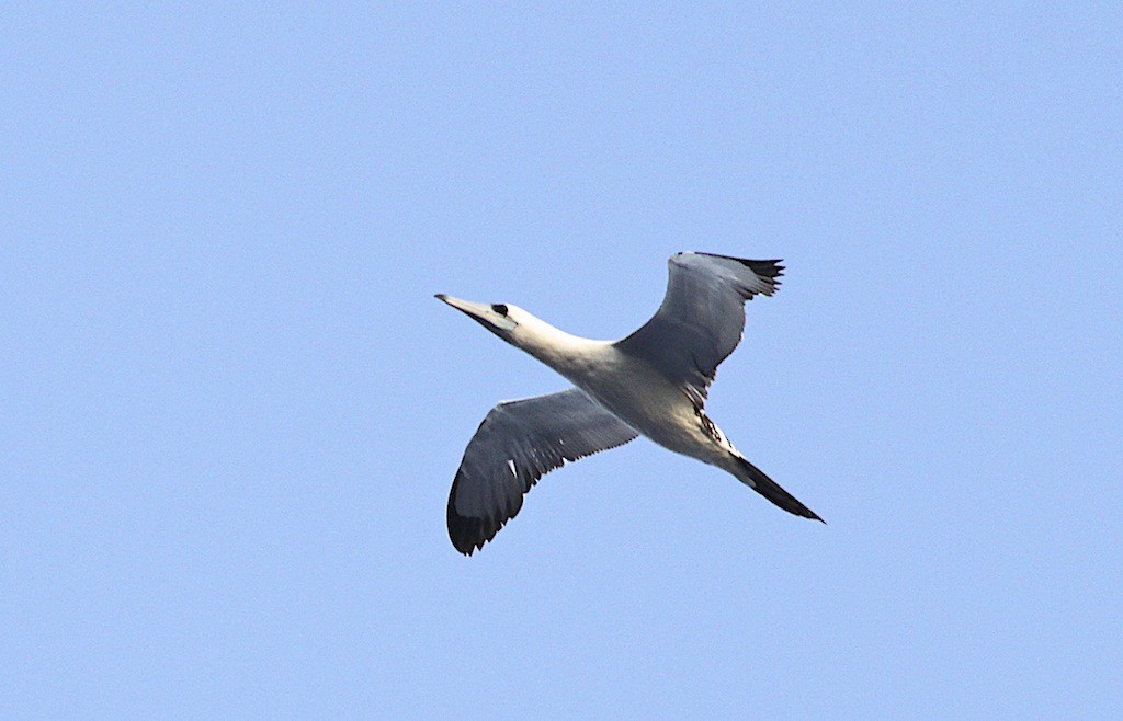 Abbott's Booby - ML204356661