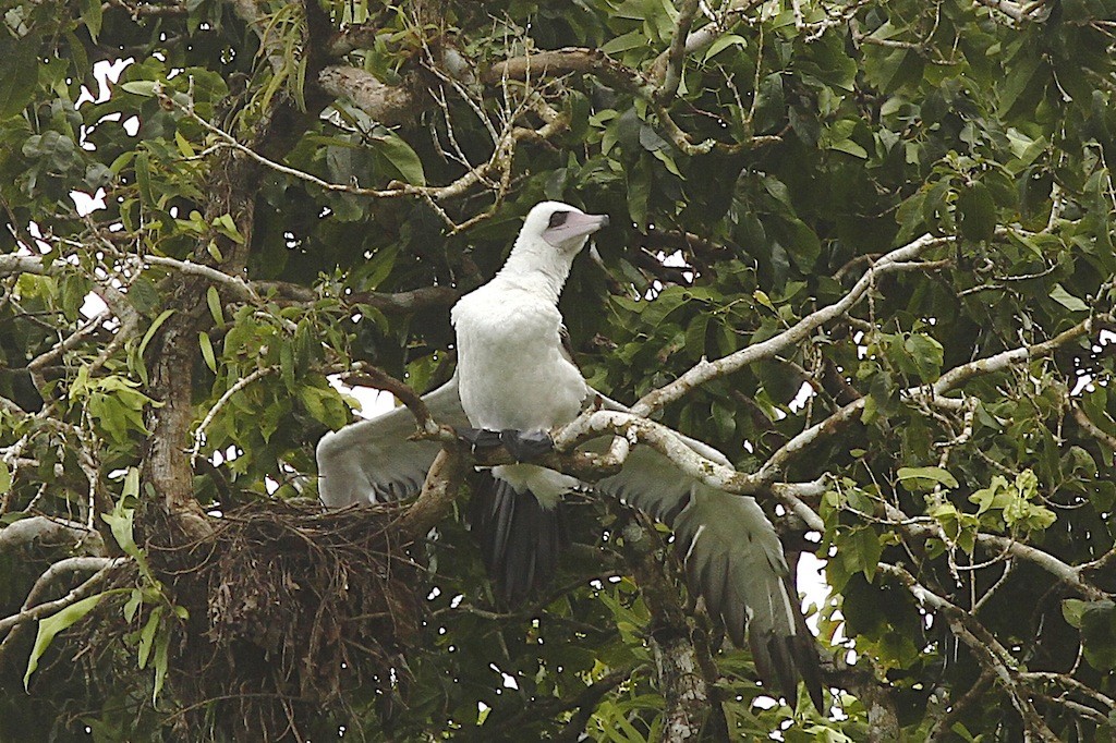 Abbott's Booby - Jennifer Spry