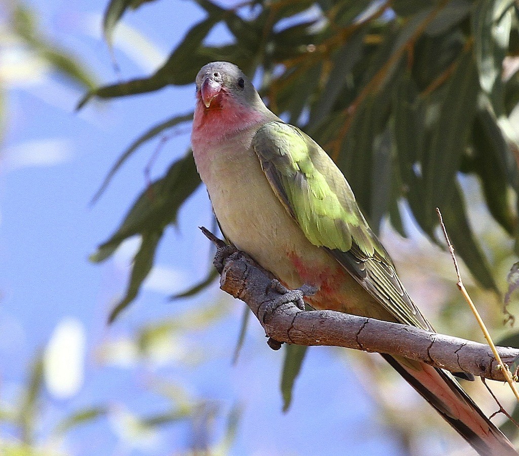 Princess Parrot - ML204356701