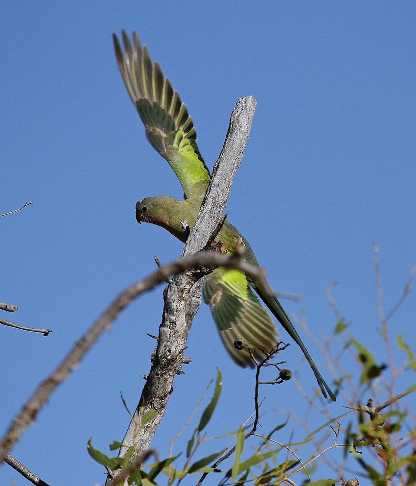 Princess Parrot - ML204356711