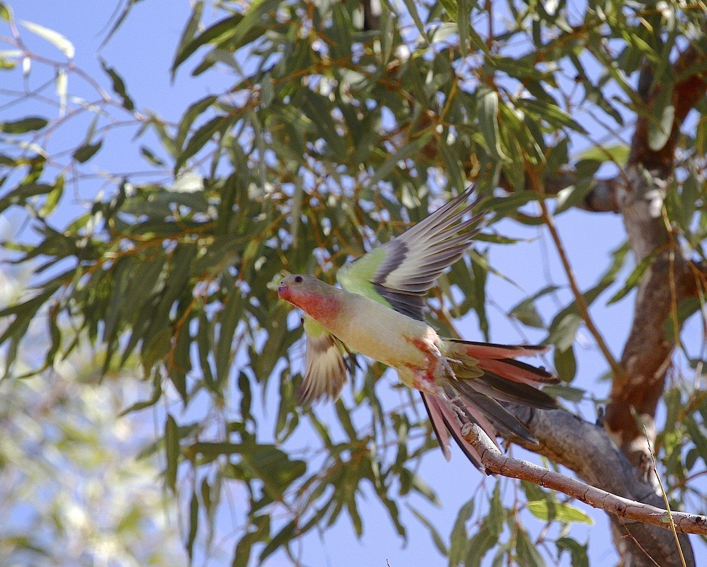 Princess Parrot - ML204356721