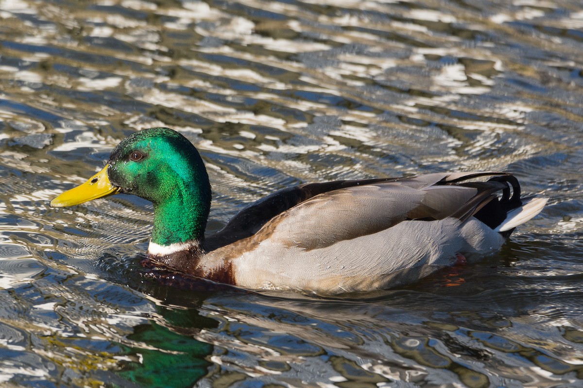 Canard colvert - ML204357231