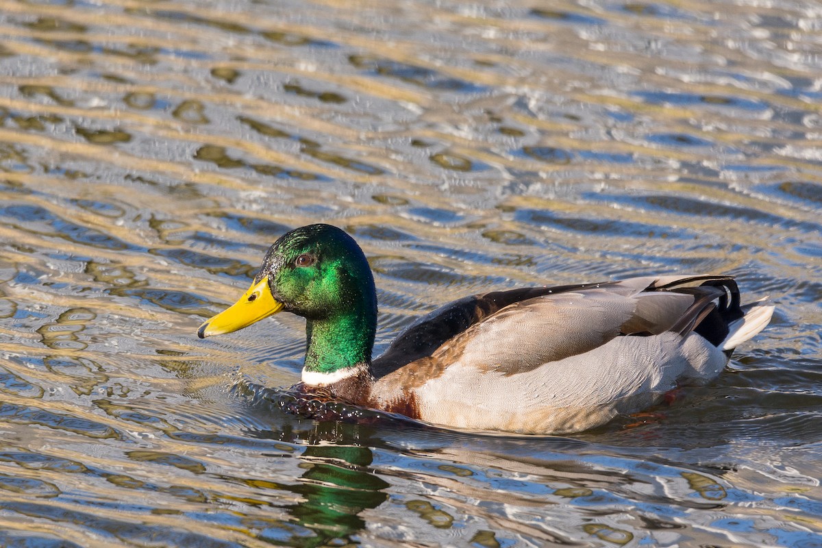 Mallard - Ruben Gaasenbeek