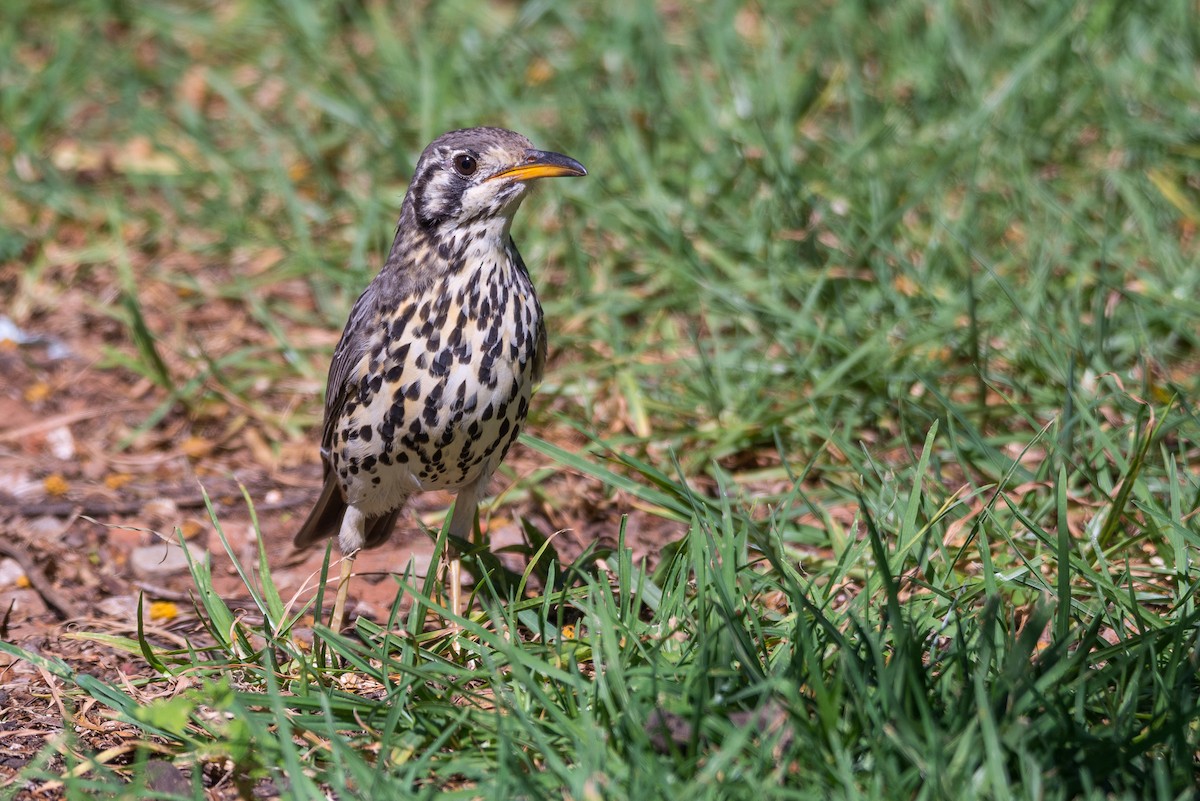 Groundscraper Thrush - ML204357371