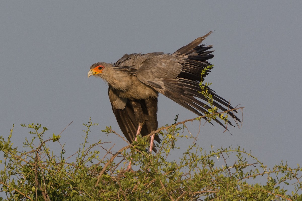 Secretarybird - ML204357401