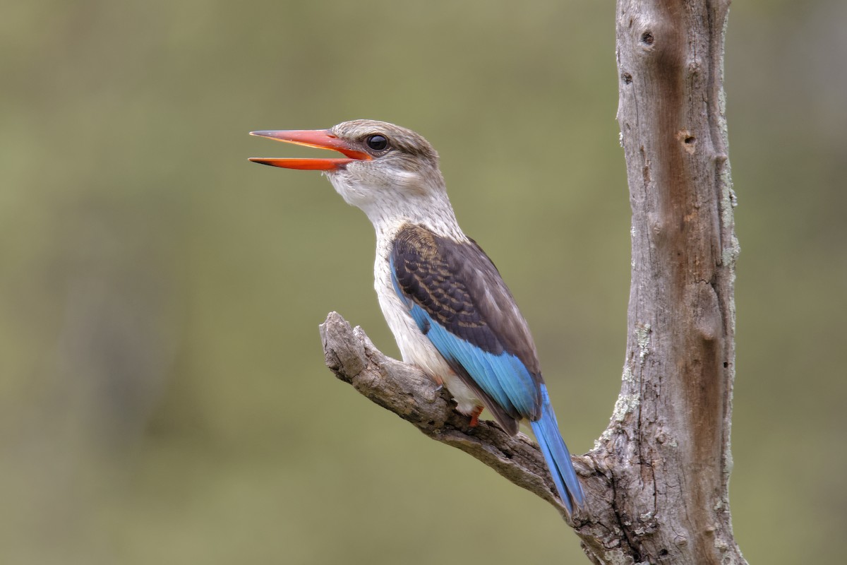 Brown-hooded Kingfisher - ML204357511