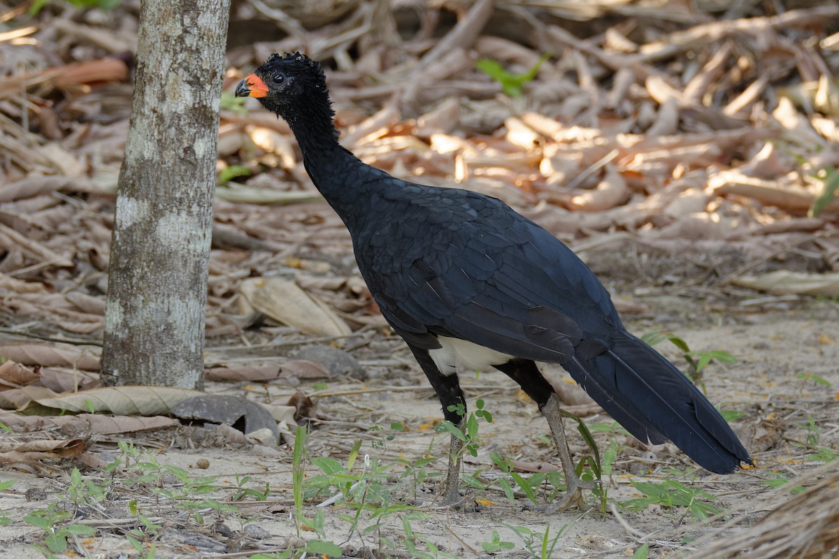 Red-billed Curassow - ML204357551