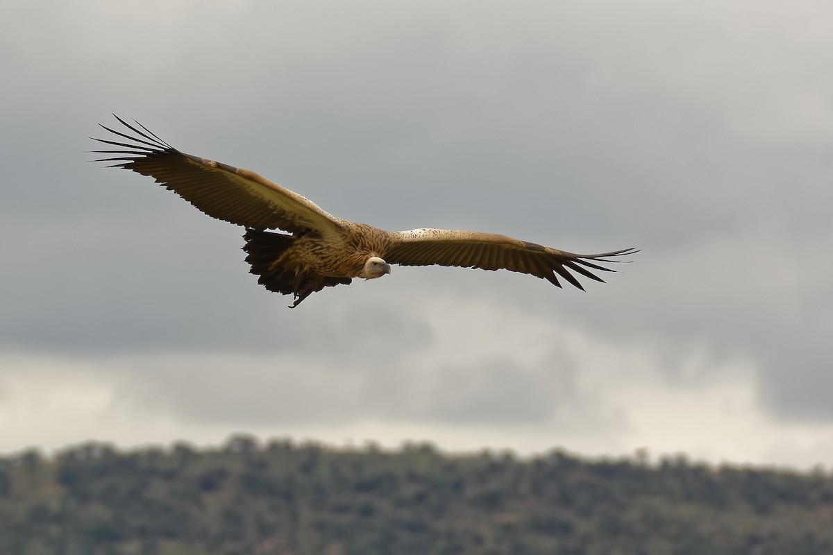 White-backed Vulture - Ruben Gaasenbeek