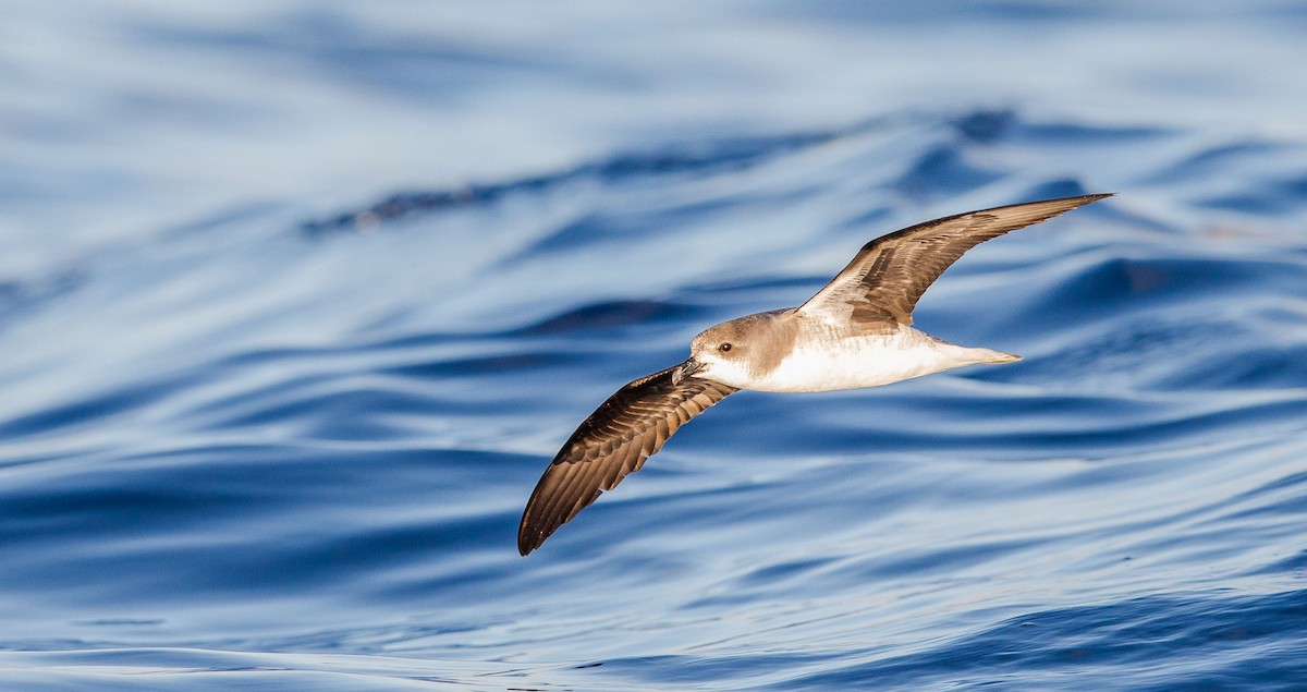 Zino's Petrel - ML204357661