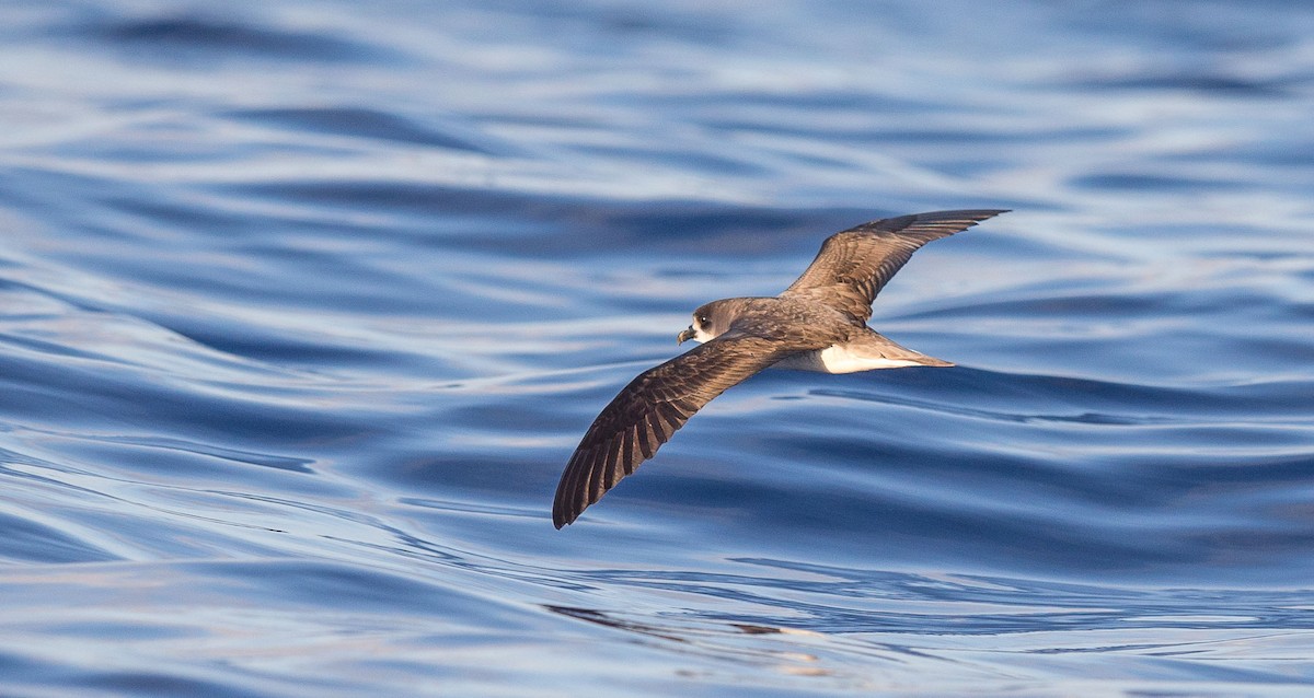 Zino's Petrel - ML204357671
