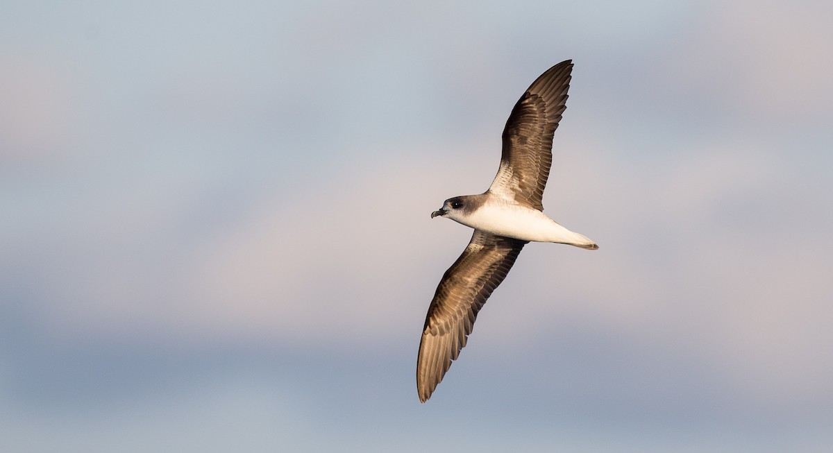 Zino's Petrel - ML204357681