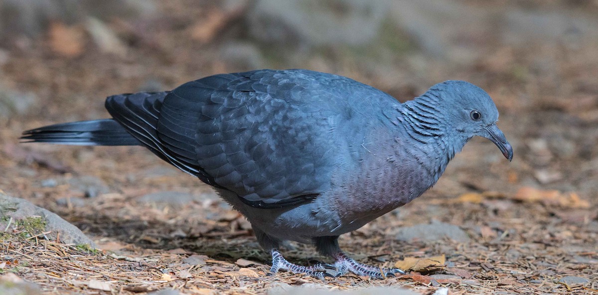 Trocaz Pigeon - ML204357691