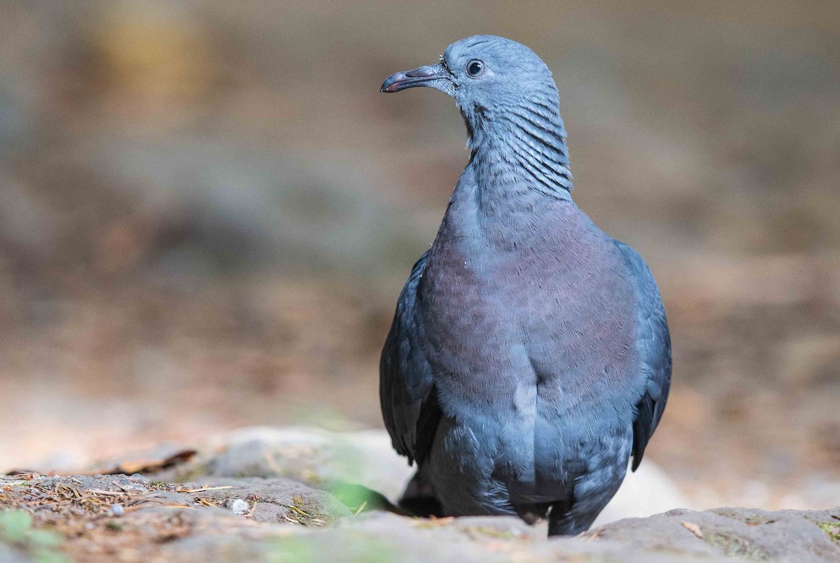 Trocaz Pigeon - ML204357711