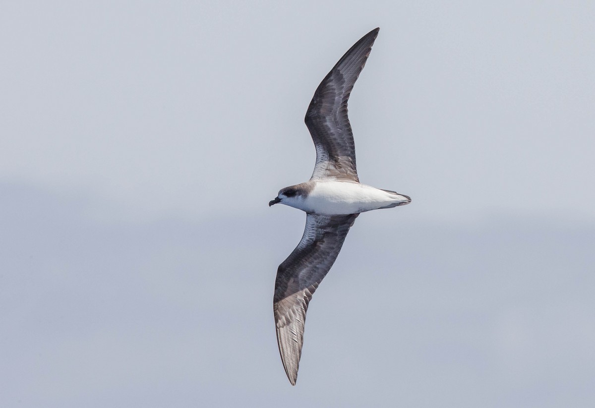 Desertas Petrel - ML204357721