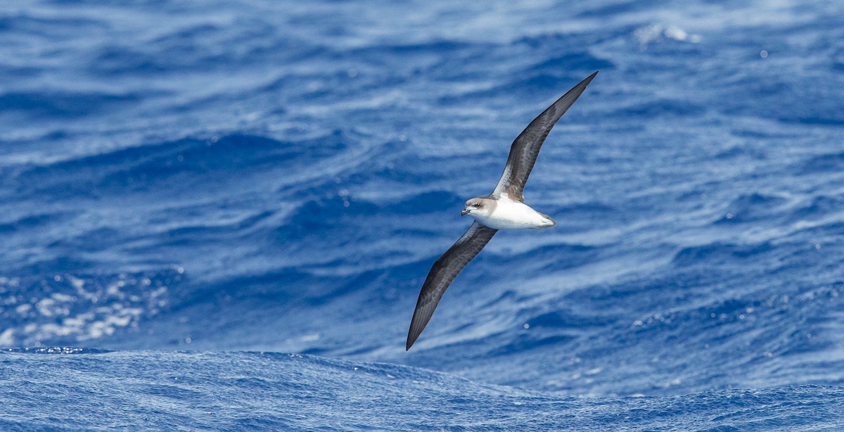Desertas Petrel - ML204357731