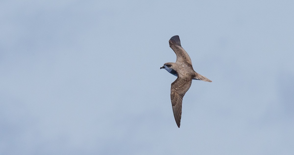 Desertas Petrel - ML204357741