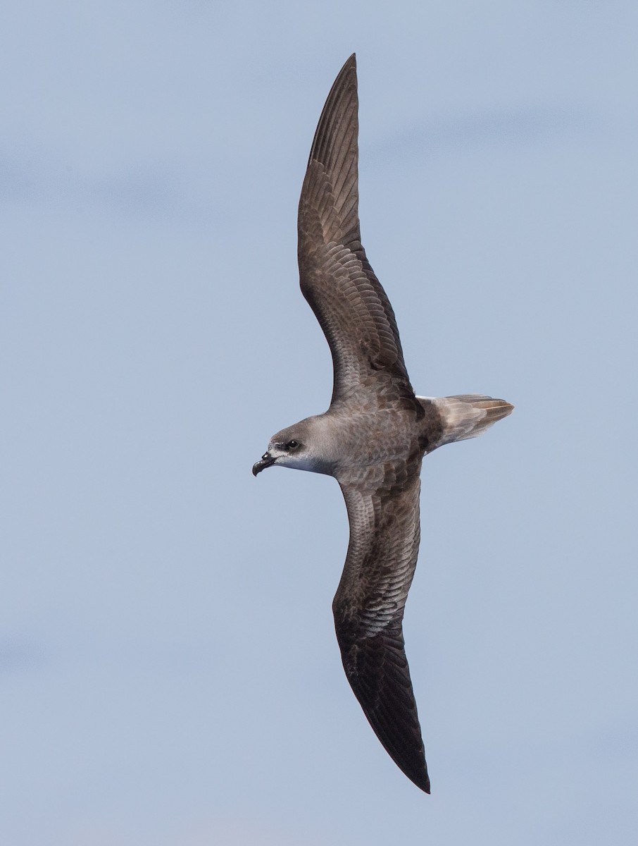 Desertas Petrel - ML204357751