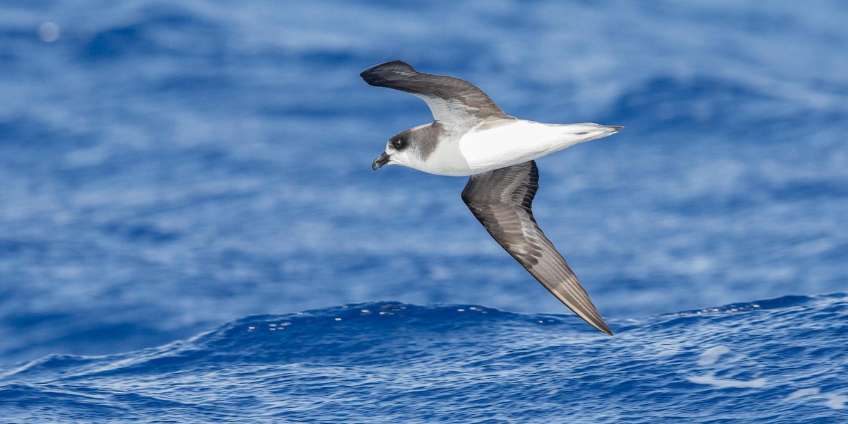 Desertas Petrel - ML204357761