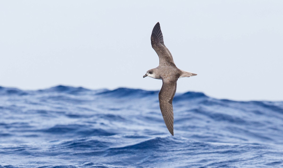 Desertas Petrel - ML204357771