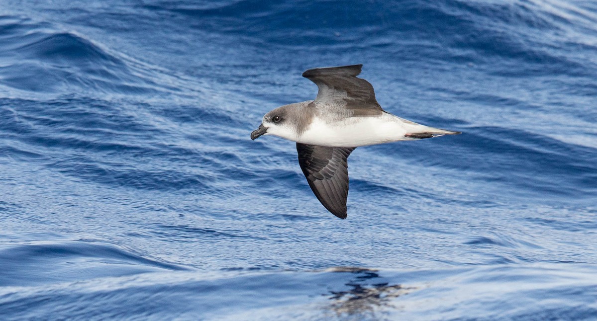Desertas Petrel - ML204357781