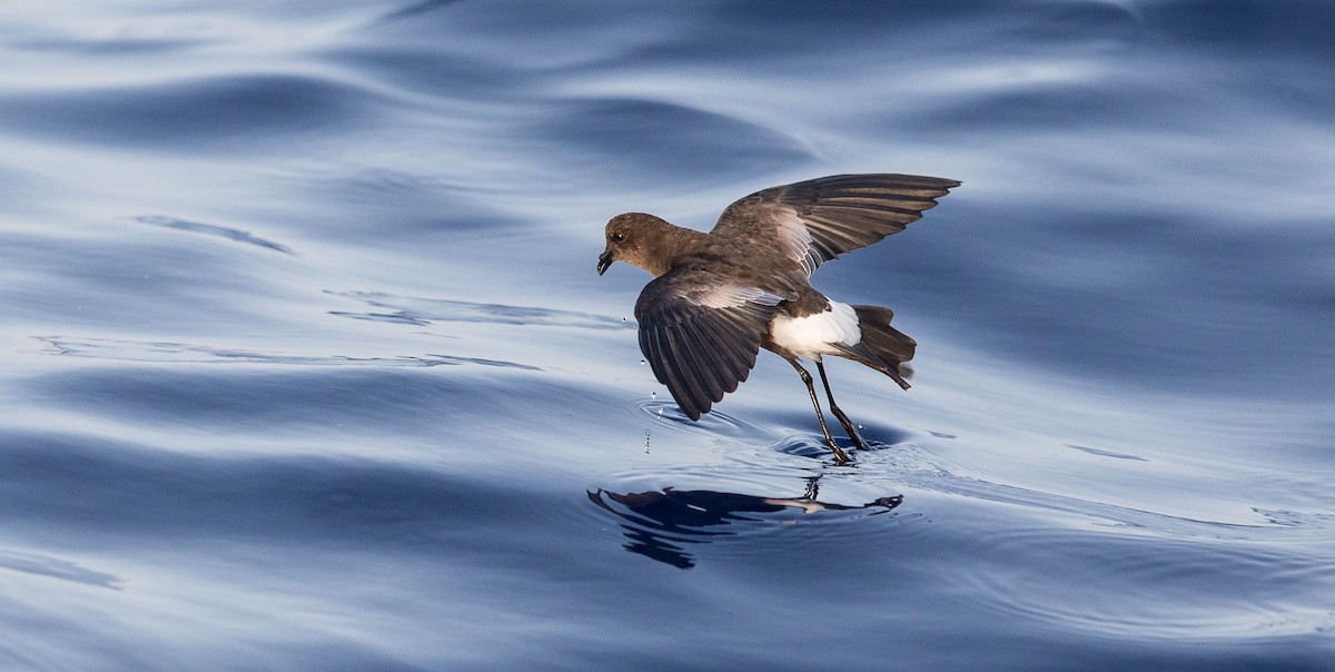 Wilson's Storm-Petrel - Olli Tenovuo