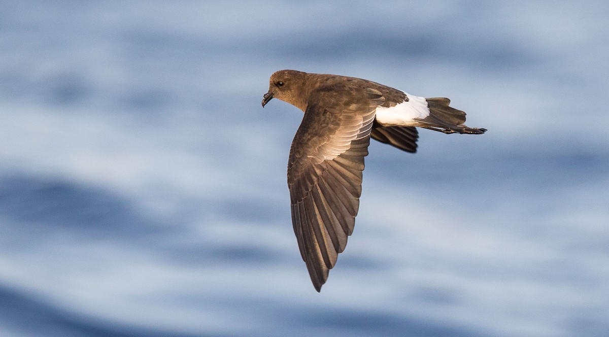 Uccello delle tempeste di Wilson - ML204357801