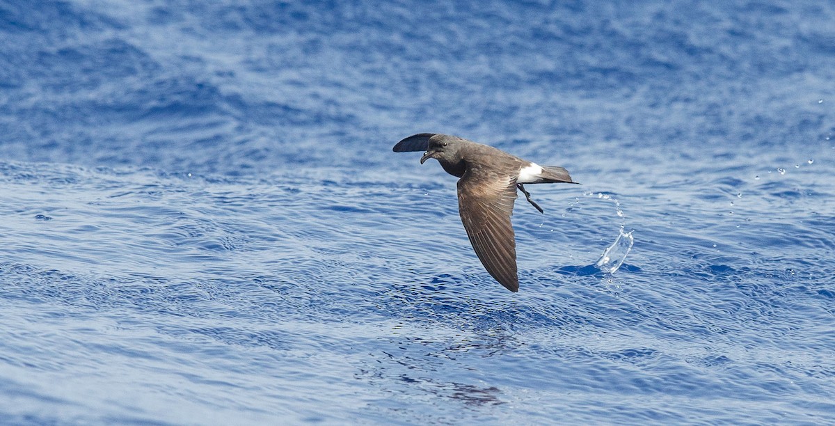 Band-rumped Storm-Petrel - ML204357811