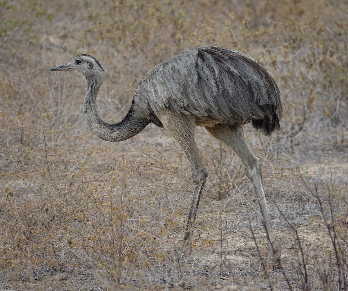 Greater Rhea - ML204357901