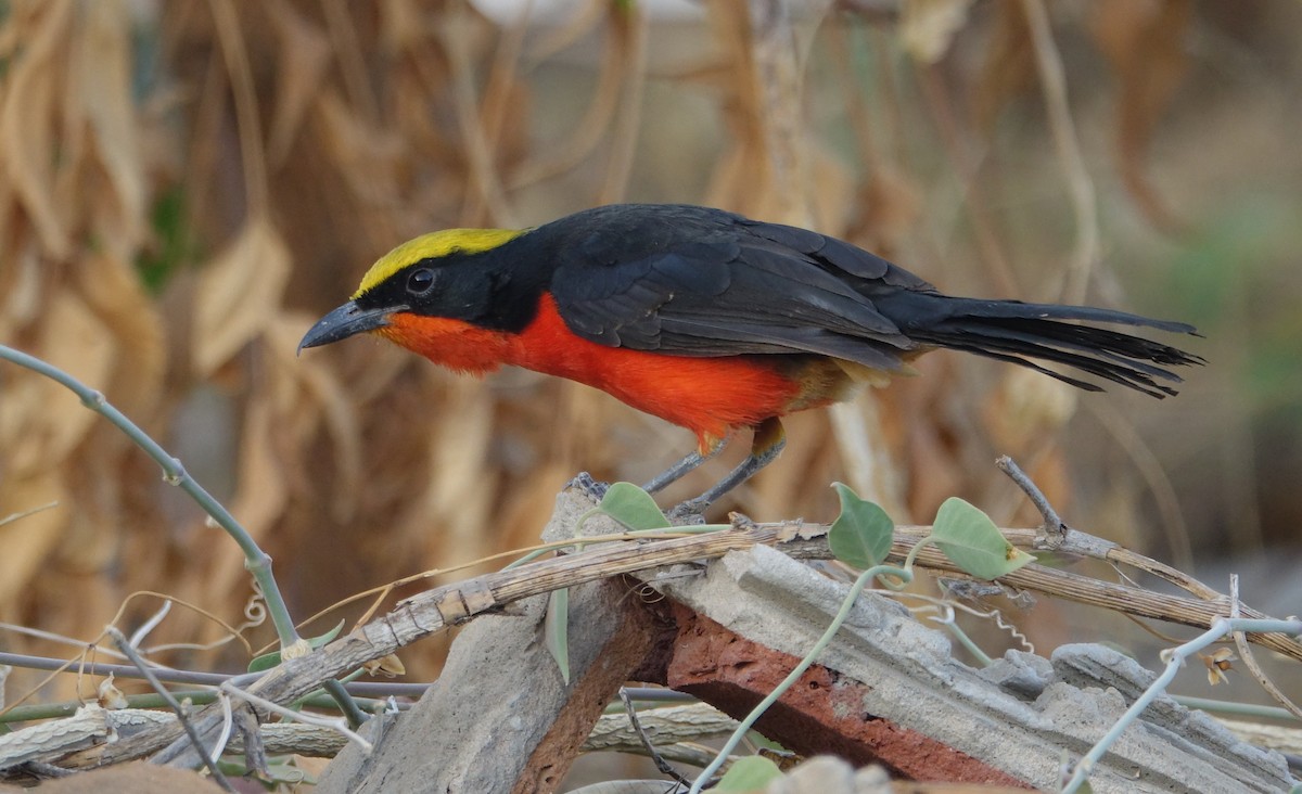 Yellow-crowned Gonolek - ML204357951