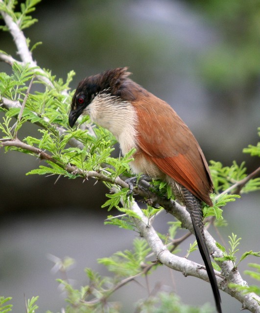 White-browed Coucal (Burchell's) - ML204358211