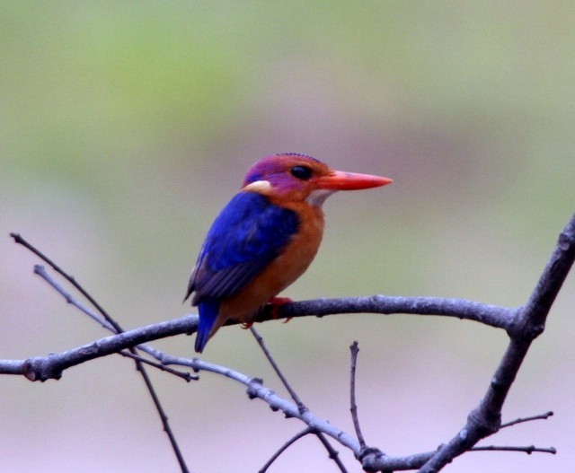 African Pygmy Kingfisher - ML204358271