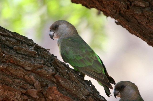 Brown-headed Parrot - ML204358281