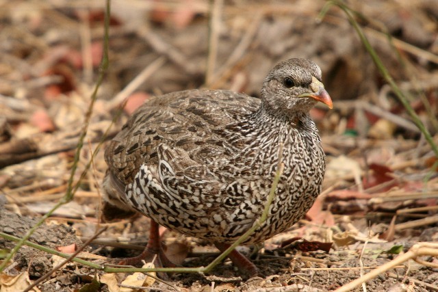 Francolin du Natal - ML204358291