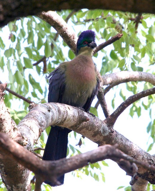 Purple-crested Turaco - ML204358301