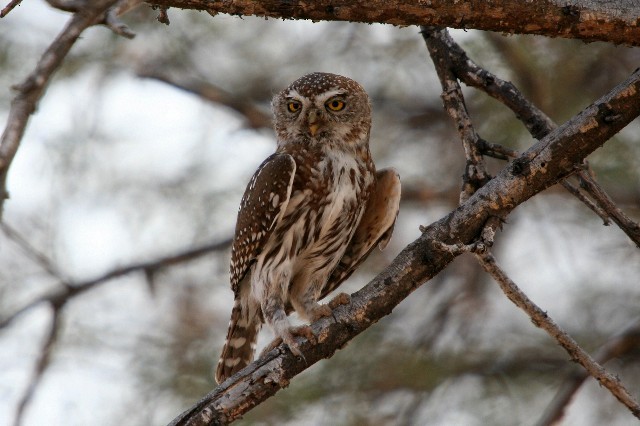 Pearl-spotted Owlet - ML204358371