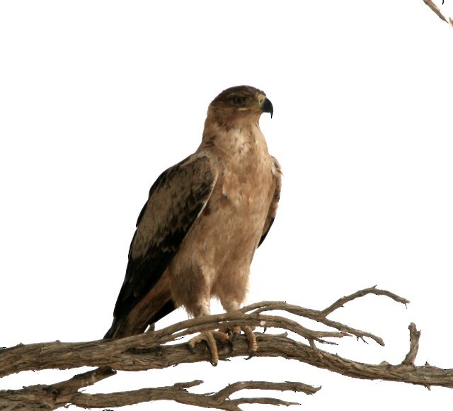 Tawny Eagle - ML204358441