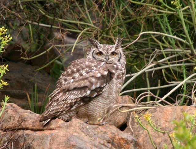 Spotted Eagle-Owl - ML204358451