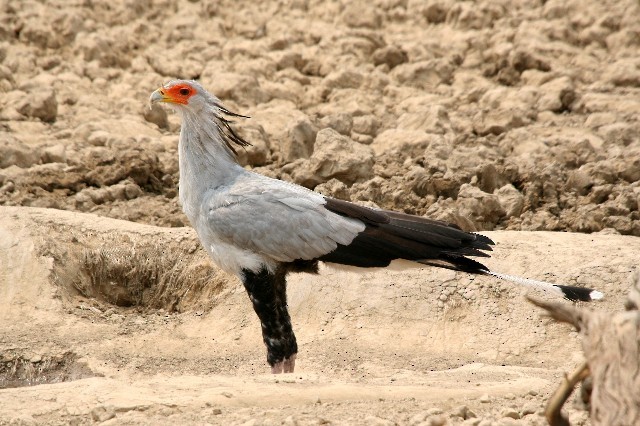 Secretarybird - ML204358471