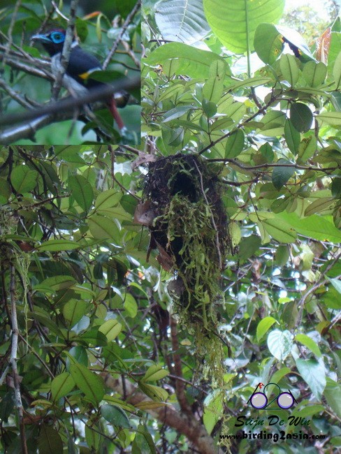 Wattled Broadbill - ML204358771