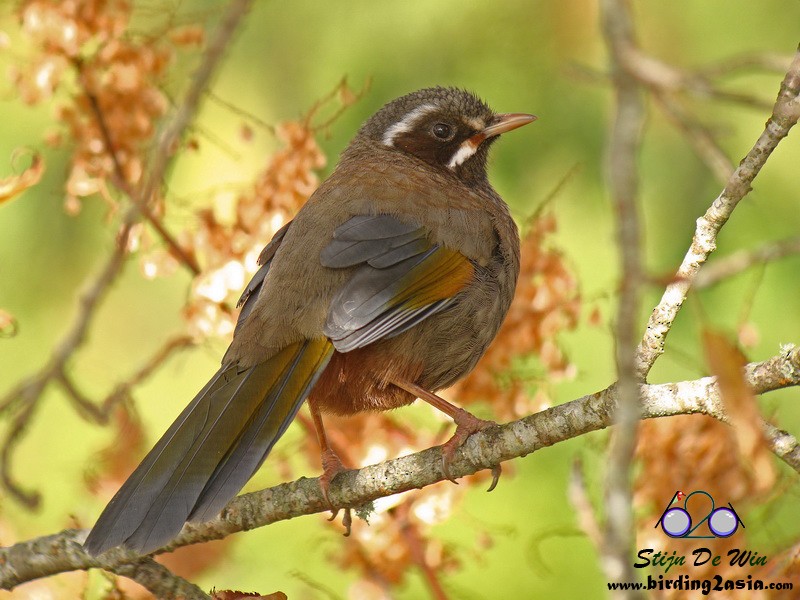 White-whiskered Laughingthrush - Stijn De Win