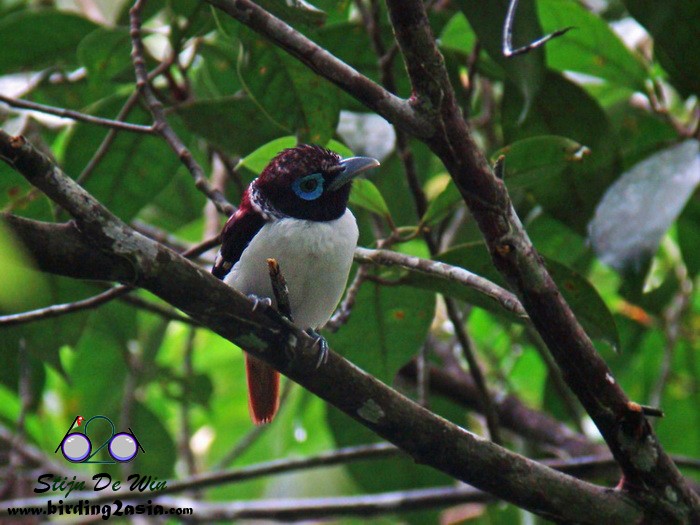 Visayan Broadbill - ML204358991