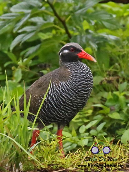 Okinawa Rail - Stijn De Win