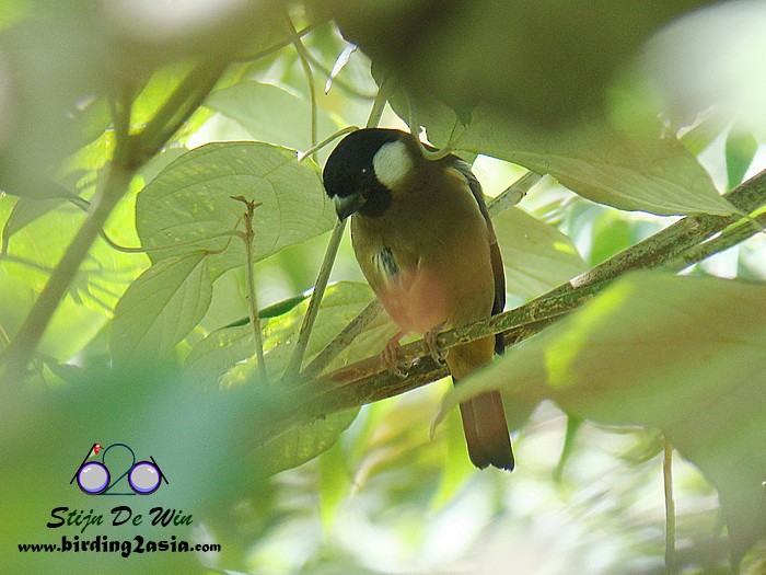 White-cheeked Bullfinch - ML204359081