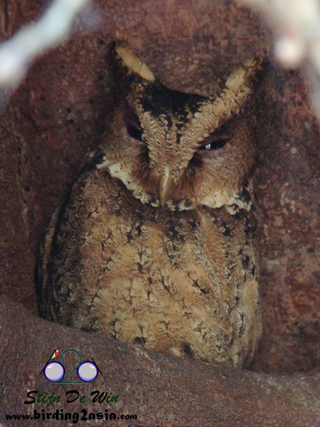 Everett's Scops-Owl - ML204359161