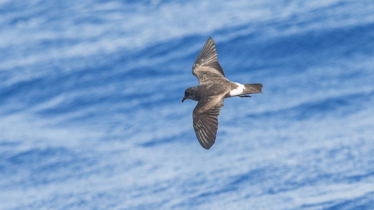 Band-rumped Storm-Petrel - ML204359171