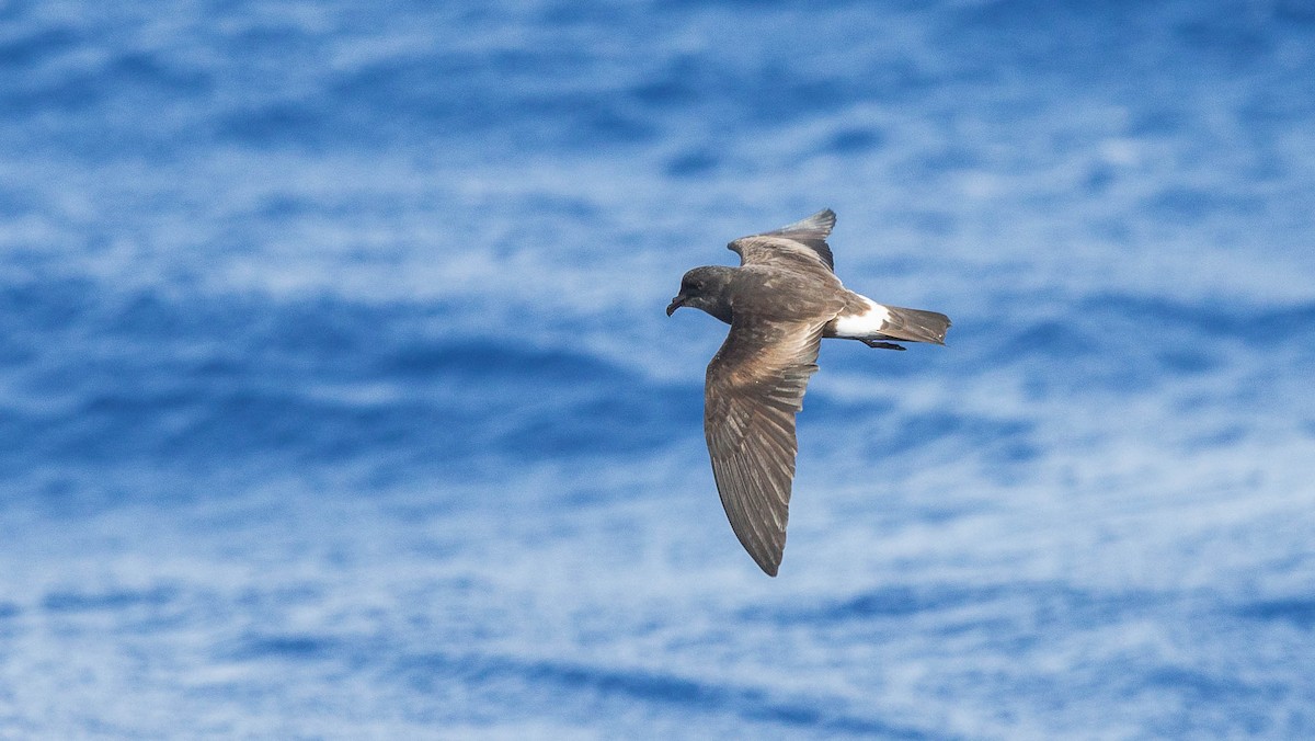 Band-rumped Storm-Petrel - ML204359181