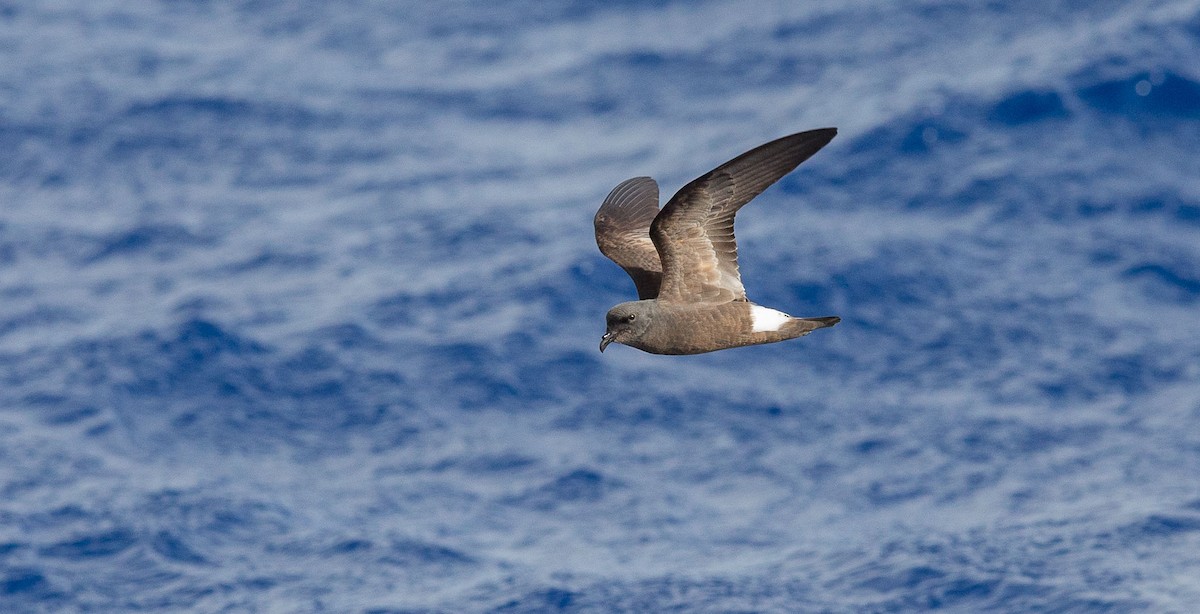Band-rumped Storm-Petrel - ML204359191