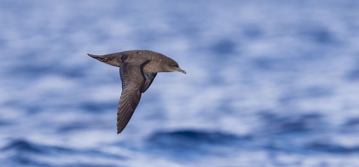 Berta grigia - ML204359201